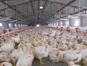 歷史上的貿(mào)易摩擦 以家禽貿(mào)易為例