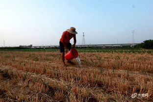 臨沂平邑縣啟動抗旱Ⅳ級響應，全力保障農作物與苗木生長