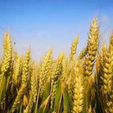 270家國(guó)家種業(yè)陣型企業(yè)名單公布 種業(yè)振興有了“領(lǐng)頭雁”，苗木產(chǎn)業(yè)迎來(lái)新機(jī)遇